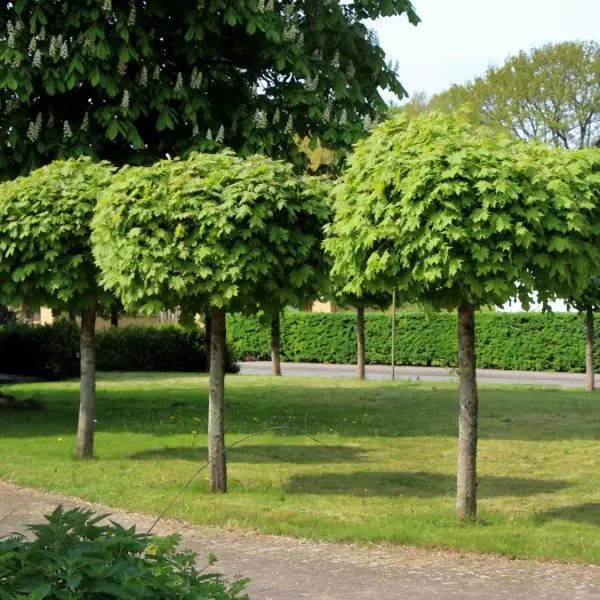 Acer platanoides Globosum Demi Tige 8 10 * Tronc 150 cm Pot P28