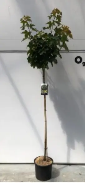 Acer platanoides Globosum Demi Tige 8 10 * Tronc 150 cm Pot P28
