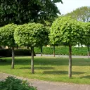 Acer platanoides Globosum Demi Tige 8 10 * Tronc 150 cm Pot P28
