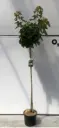 Acer platanoides Globosum Demi Tige 8 10 * Tronc 150 cm Pot P28