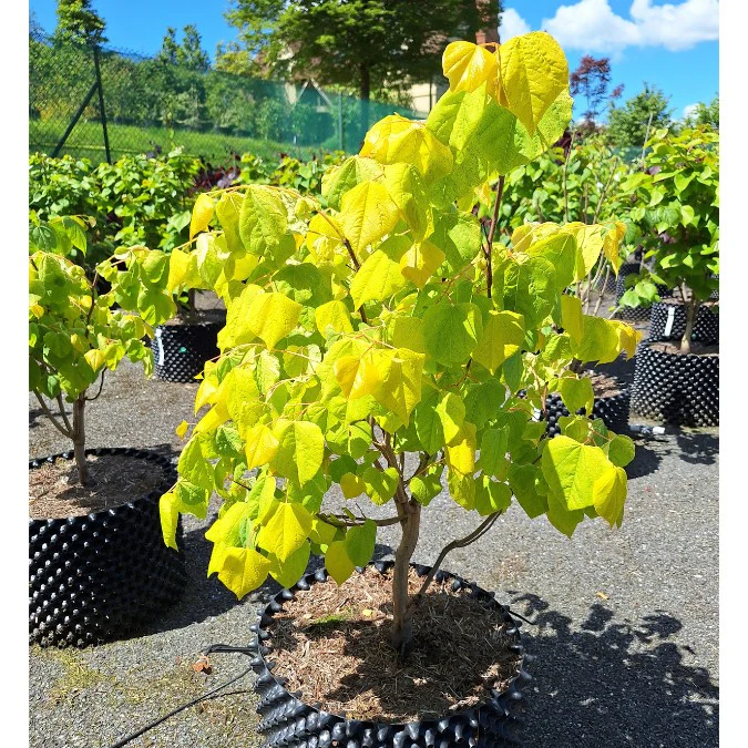 Cercis canadensis Rising Sun 150 175 Pot C10Litres * Arbre de Judée