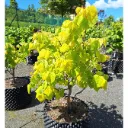 Cercis canadensis Rising Sun 150 175 Pot C10Litres * Arbre de Judée
