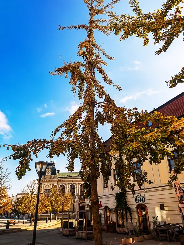Ginkgo biloba Umbrella 14 16 Haute Tige Motte - Arbre aux 40 écus semi pleureur