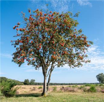 Sorbus aucuparia Baliveau 150 175 cm motte ** Sorbier des oiseleurs **