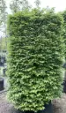 Carpinus betulus Baliveau XXXL 400 500 motte. Topiaire formé en parallélépipède rectangle très compact.