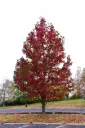 Liquidambar styraciflua Worplesdon Haute Tige 16 18  XXL Motte Tronc 200-220 cm