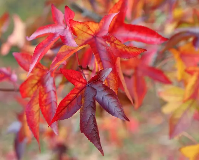 Liquidambar styraciflua Worplesdon XTRA Haute Tige 20 25 Motte  * Copalme  d'Amérique*