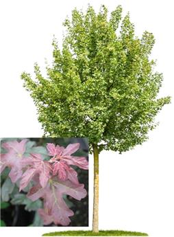 Acer campestre Red Shine Haute Tige 14 16 Motte ** Erable champêtre **