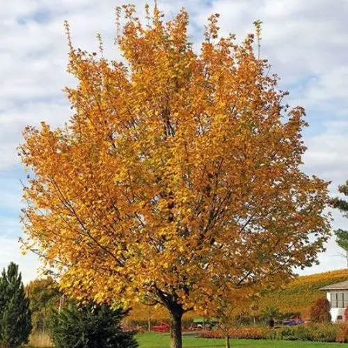 Acer campestre Red Shine Haute Tige 18 20 Motte ** Erable champêtre **