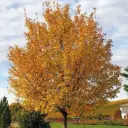Acer campestre Red Shine Haute Tige 18 20 Motte ** Erable champêtre **