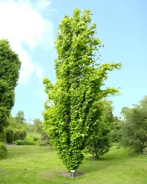 Fagus sylvatica Dawyck Gold Baliveau 300 400