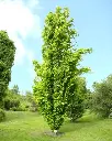 Fagus sylvatica Dawyck Gold Baliveau 300 400
