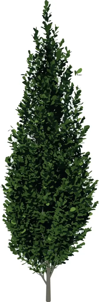 Carpinus betulus Fastigiata 250 300 cm XXL