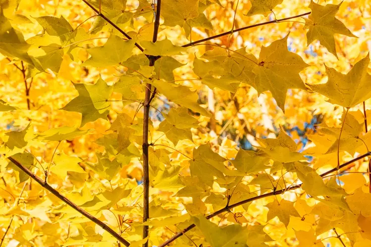Acer cappadocicum Aureum Demi Tige Pot