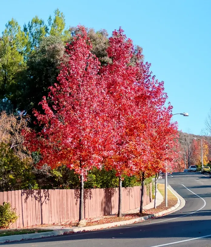 Liquidambar styraciflua Haute Tige 20 25 Motte Tronc 200 - 220 cm - Exemplaire spectaculaire  * Copalme d 'Amérique*