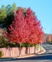 Liquidambar styraciflua Haute Tige 20 25 Motte Tronc 200 - 220 cm - Exemplaire spectaculaire