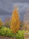 Carpinus betulus Fastigiata 30 35 (ht 5-6m) Haute tige Motte