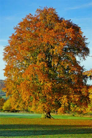 Fagus sylvatica 175 200 Baliveau FORT POT ** Se plante toute l´année **