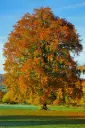 Fagus sylvatica 175 200 Baliveau FORT POT ** Se plante toute l´année **