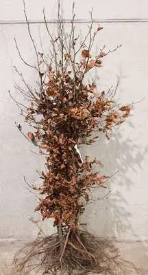 Fagus sylvatica 150 175 Baliveau XXL RN. Hêtre vert. ** Plante forte **