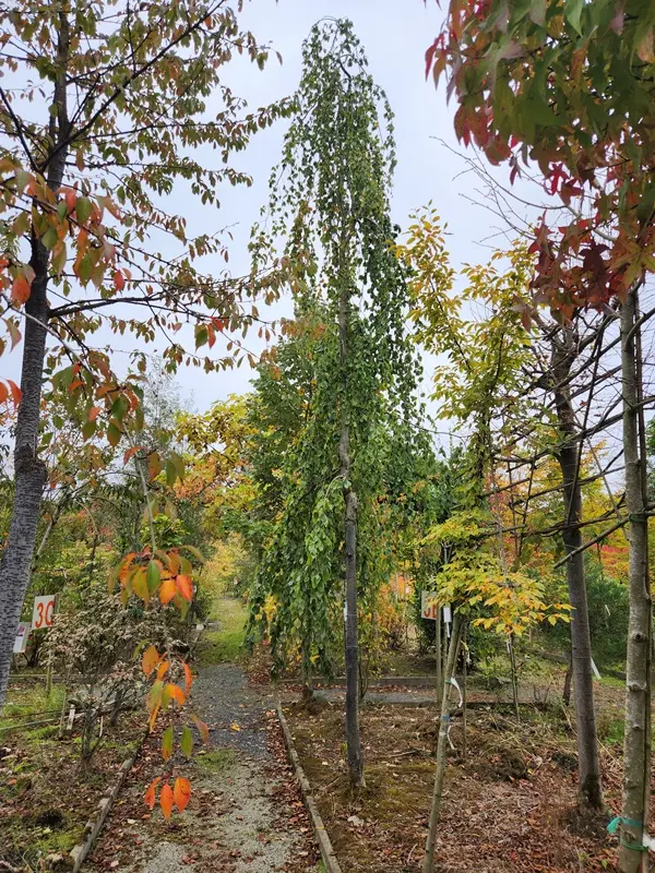 Fagus sylvatica Pendula Haute Tige 25 30 Ht 5-6 M motte ** Hetre vert pleureur ** Exemplaire exceptionnel **