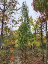 Fagus sylvatica Pendula Haute Tige 25 30 Ht 5-6 M motte ** Hetre vert pleureur ** Exemplaire exceptionnel **
