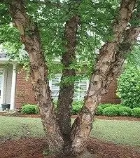 Betula nigra Multitroncs 200 250 Cepee Motte