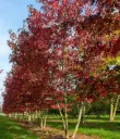 Liquidambar styraciflua Cepee Multitroncs 300 400 Pot C45 ** XTRA fort **  * Copalme  d'Amérique*