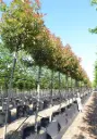 Photinia fraseri Red Robin Haute Tige 08 10 Pot C18Litres
