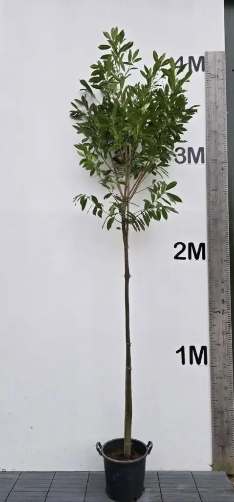 Prunus laurocerasus Etna Haute Tige 10 12 Pot * Tronc 200 cm - Laurier sur tige.