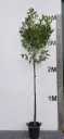 Prunus laurocerasus Etna Haute Tige 10 12 Pot * Tronc 200 cm