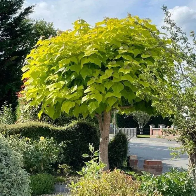 Catalpa bignonioides Aurea Demi Tige 120 cm Pot C10