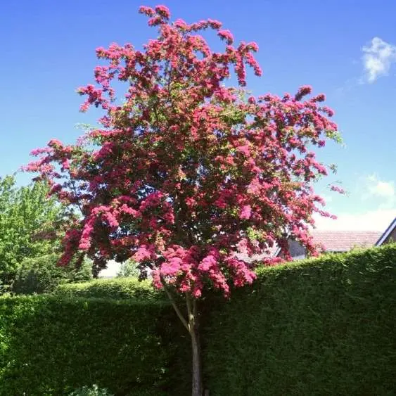 Crataegus laevigata Paul's Scarlet Demi Tige Pot ** Aubépine rouge **