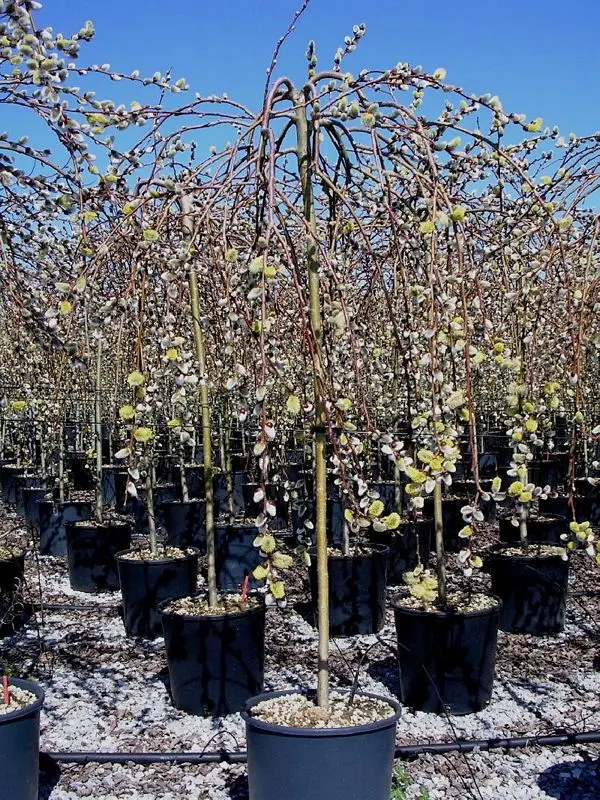 Salix caprea Kilmarnock Tige 120 cm Pot C5. Saule pleureur nain.