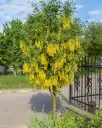 Laburnum anagyroides Demi Tige Pot - Pluie d'or
