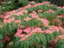 Albizia julibrisin Ombrella Demi Tige 120 cm Pot C10