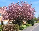 Prunus serrulata Kanzan Demi Tige 08 10 Pot C12 ** Cerisier du Japon **