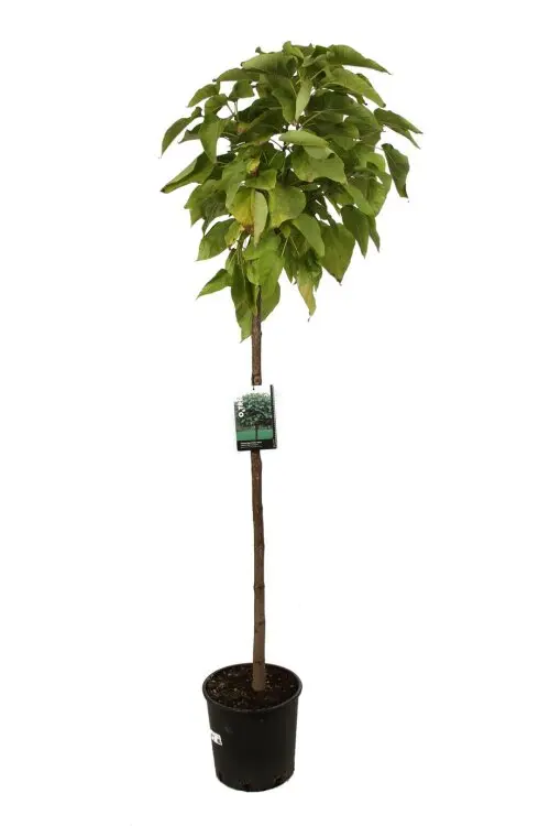 Catalpa bungei Demi Tige 12 14