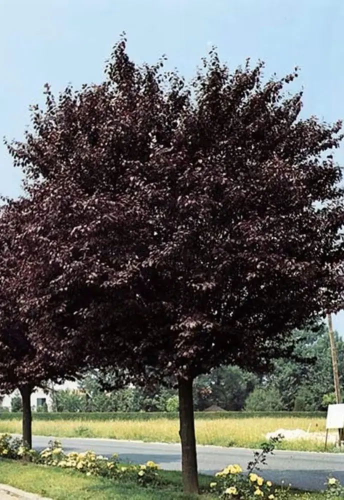 Prunus cerasifera Trailblazer Haute Tige ** Prunier décoratif et très productif **