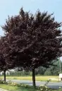 Prunus cerasifera Trailblazer Haute Tige ** Prunier décoratif et très productif **