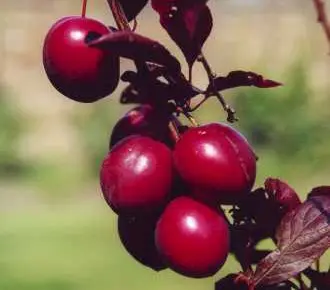 [129537] Prunus cerasifera Trailblazer Holywood Demi Tige ** Prunier décoratif et très productif **
