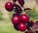 Prunus cerasifera Trailblazer Holywood Demi Tige ** Prunier décoratif et très productif **