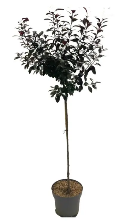 Prunus cistena tg 80 c5