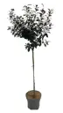 Prunus cistena tg 80 c5