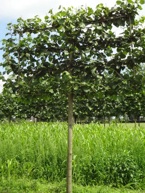 Tilia europaea Pallida Haute Tige Palissé 40 45 * Tronc 140 cm ** Plante exceptionnelle ** - Tilleul