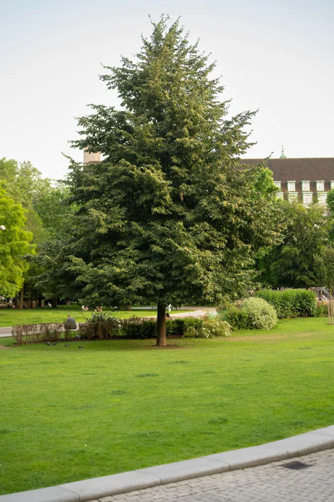 Tilia cordata Haute Tige 12/+ Motte ** Beau et gros tilleul **