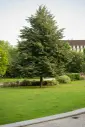 Tilia cordata Haute Tige 12/+ Motte ** Beau et gros tilleul **