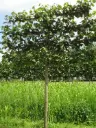 Tilia europaea Pallida Haute Tige Palissé 30 35 Motte ** Beau et gros tilleul palissé **