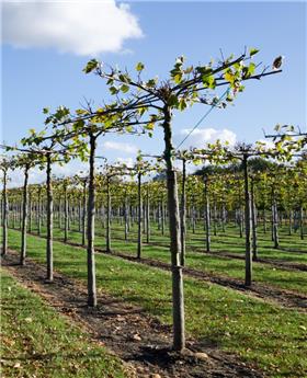 Platanus hispanica (acerifolia) Parasol haute Tige 14 16 Tronc +/- 230 cm Pot