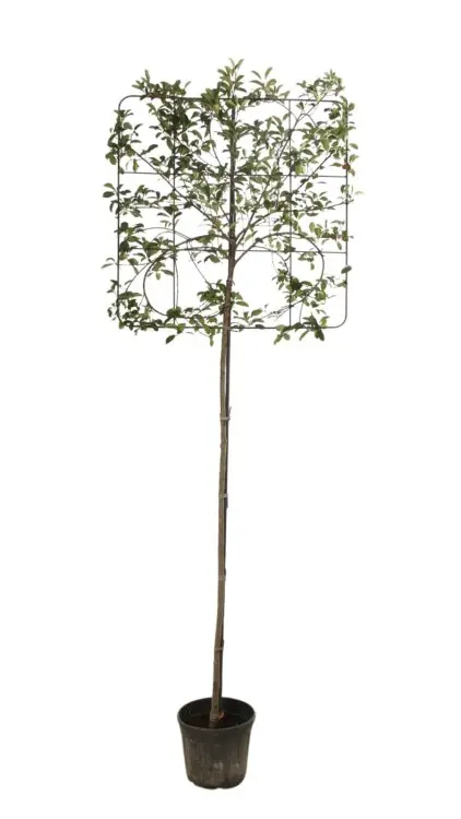 Photinia fraseri Red Robin Haute Tige Palissé C30l